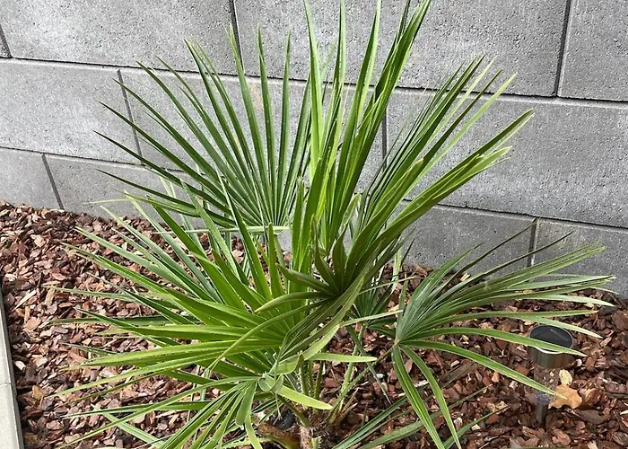 Im Kimmelreich Διαμέρισμα Irsch